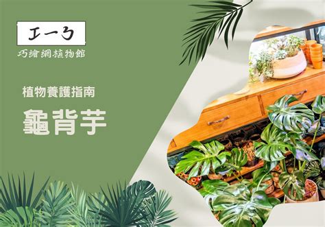 辦公桌適合的植物|增添工作靈感！精心挑選你的完美辦公室植物指南 